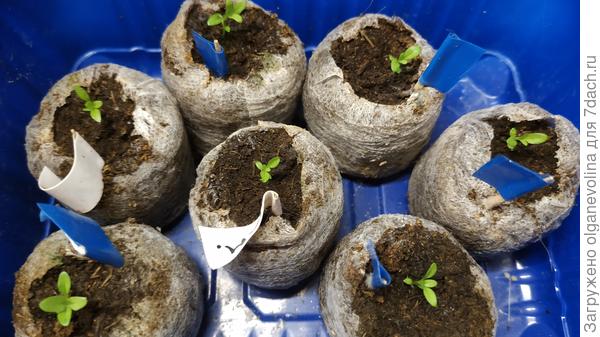 Эти эустомы я посеяла 16 января.