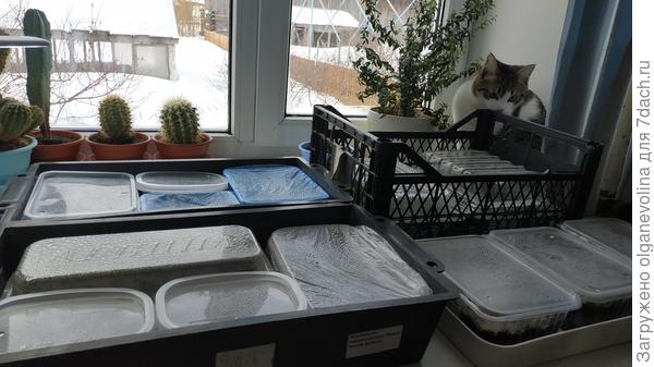 Пора проветривать, а моя огородница думает, как кота вытащить с окна без ущерба!