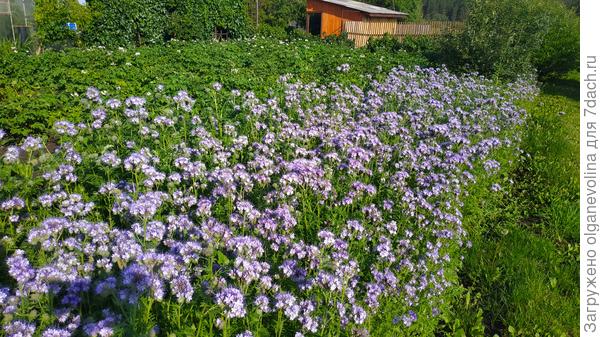 Фацелию посеяла по краю картофельного поля. В предыдущем году на этом месте картошка плохо уродилась.