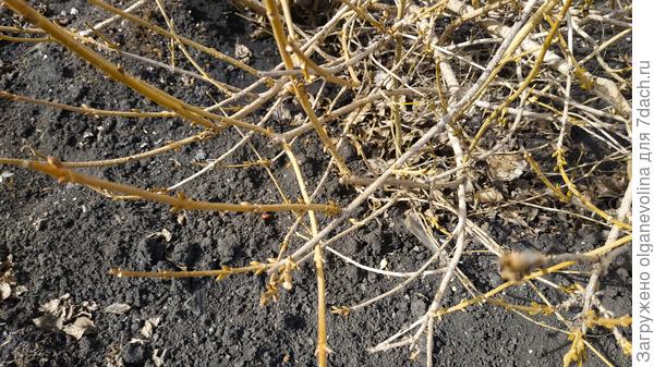 Форзиция готова зацвести, цветочные почки набухли