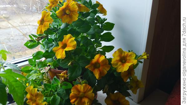 Красавица моя!