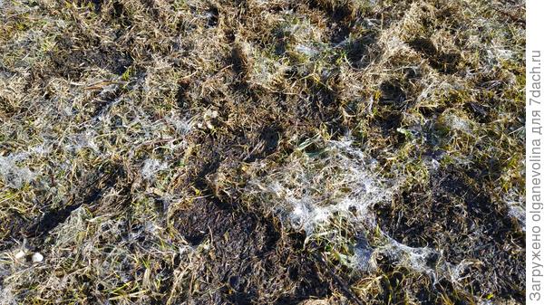 Какой-то зловредный грызун газон испортил, нарыл норок, съел корешки у травы