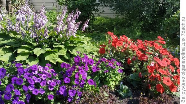 Здесь синяя Джоли и красная Горизонт Рэд