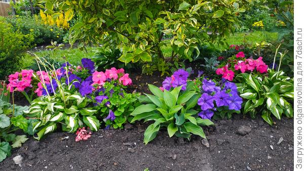 На этой клумбе только два цвета: розовый и синий. Петуния Аладдин от Поиска и Фалькон Блу. Все остальные цветы тоже этих оттенков (гейхеры, лабазник, позднее лилейники, бересклет)