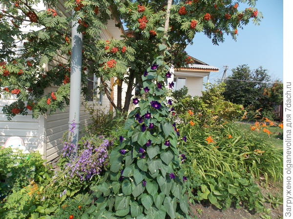 Можно высадить "шалашиком"