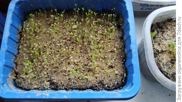 Немезия под песочком