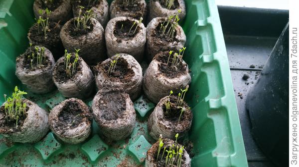 Немезия в таблетках б/у