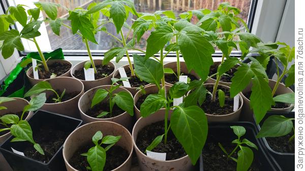 Эти сеяла 6 марта. Мазарини от Биотехники, срок годности истек в 2016 году. Все как один взошли.