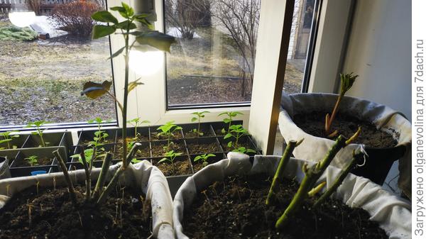 На этом окне пион и две розы, сальвия. Посадила в конце марта.