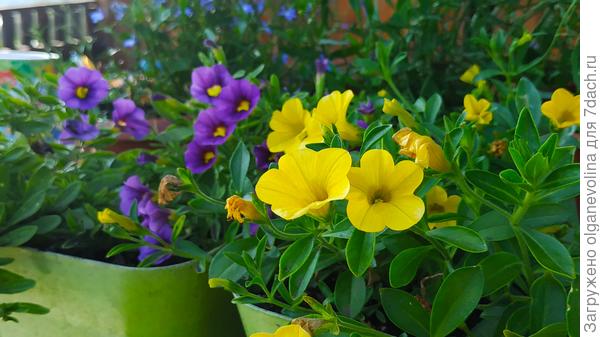 Лето 2019 г., калибрахоа Летняя радуга