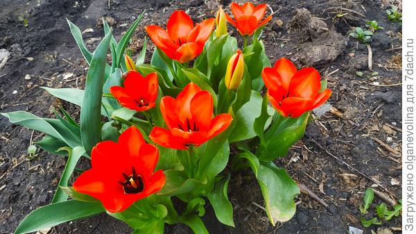 Первомайский пламенный привет!