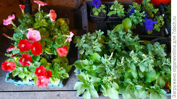 еще рассада петуний