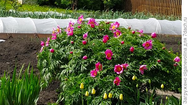 За кустом Марьиного корня грядки с морковью и луком, капуста под укрывным, озимый чеснок.