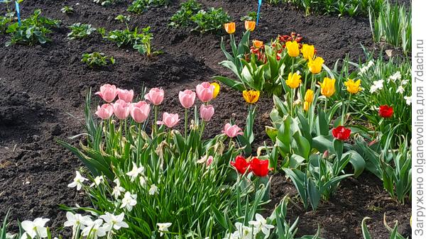 Тюльпаны отцвели