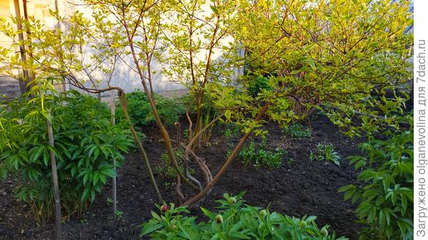 Пионы и аквилегии вот-вот зацветут