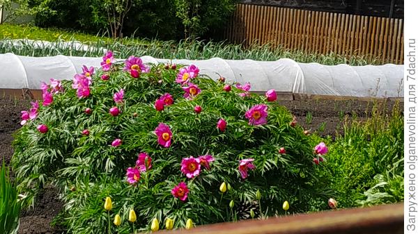 Грядка под укрывным - капуста. 16 корешков цветной и 16 кочанной.