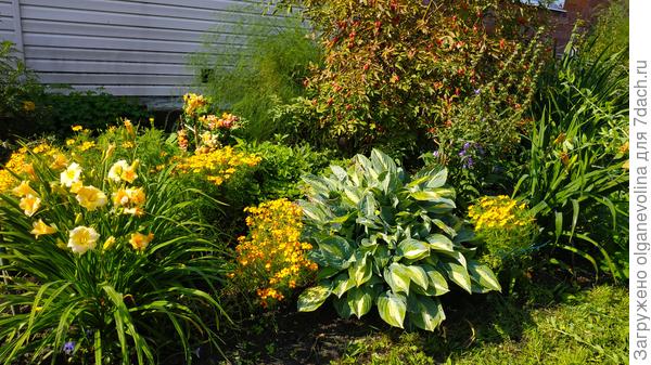 Тонколистные с хостами и лилейниками