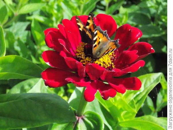 В полной гармонии