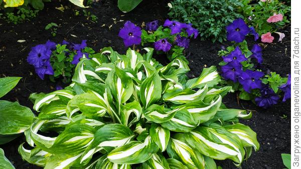 Петуния Аладдин и хоста