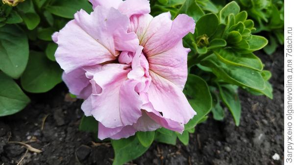 другой оттенок Орхид мист, очень крупная