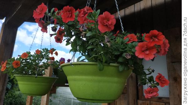 Калибрахоа