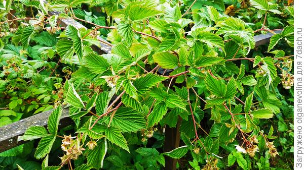 Малине делаю обрезку весной, она выпускает боковые побеги и очень хорошо плодоносит
