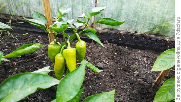 Перец сладкий Санькина любовь