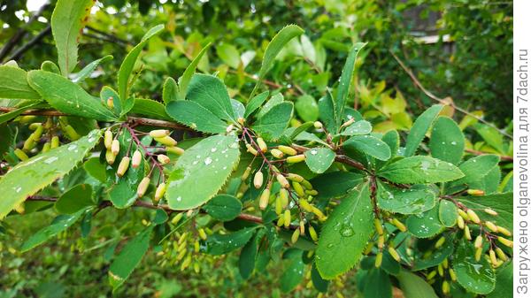 Это барбарис. Ягод очень много и не болеет!