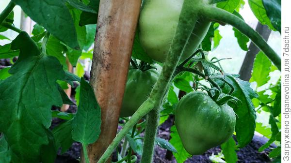 Батяня в прошлом году первым вызрел, думаю, что и в этом году он первым будет