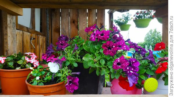 Бальзамины и петунии спасаю от дождя