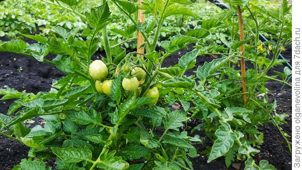 Это Монгол Карлик в открытом грунте с 23 мая. Всего посадила более 20 сортов томатов. Все завязали плоды, наливаются.