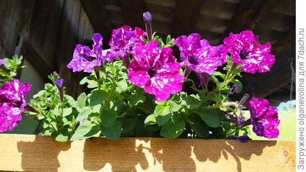 Петунии в основном выращиваю в горшках