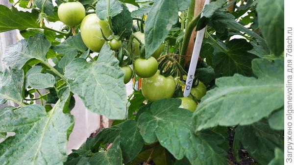 Оля наливается быстро