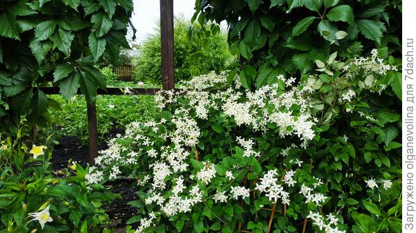 Клематис жгучий