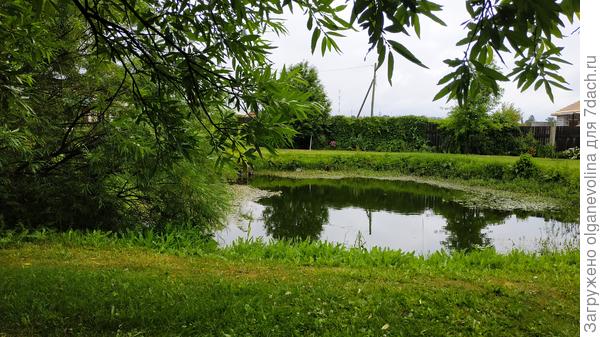 Пруд от дождя наполняться начал, трава зазеленела