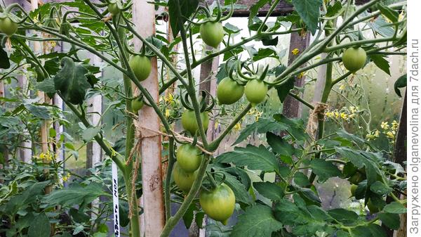 В прошлом году не могла определить сорт томата кистевого. Посеяла Юбилейный Тарасенко. Один в один сходятся.