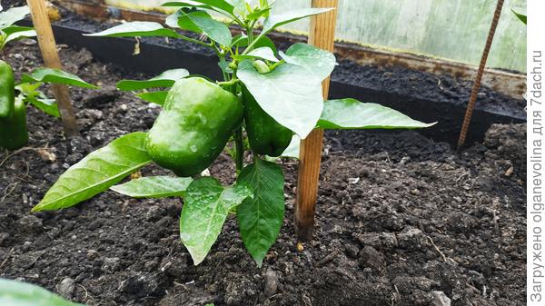 Перец сладкий Звезда востока