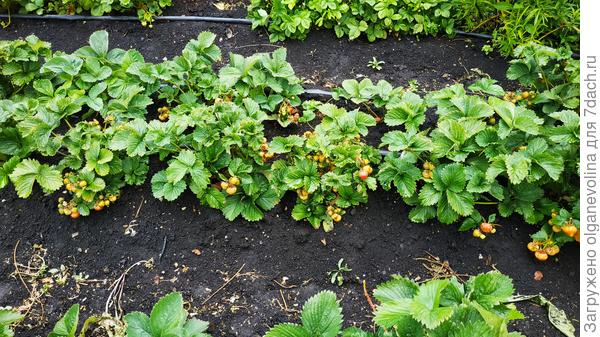 Клубника поздняя. Сорт не знаю, от старых кустов усы рассадила осенью.