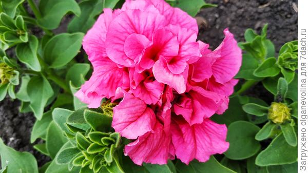 Супермахровая петуния Орхид мист