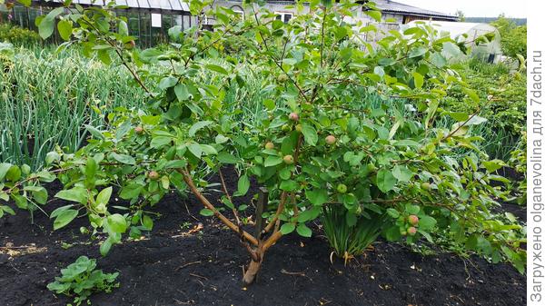 Мельба, плодоносит первый год так обильно