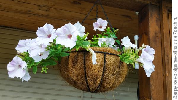 Здесь и выше сурфиния Жемчуг