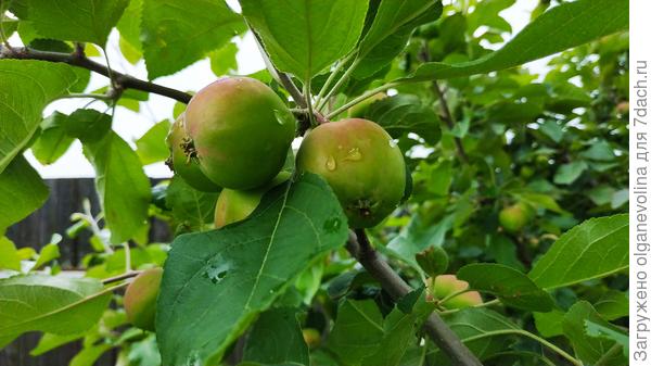 Это яблочки со старой яблони, ей уже около 15 лет. Покупала как сорт Свердловчанин
