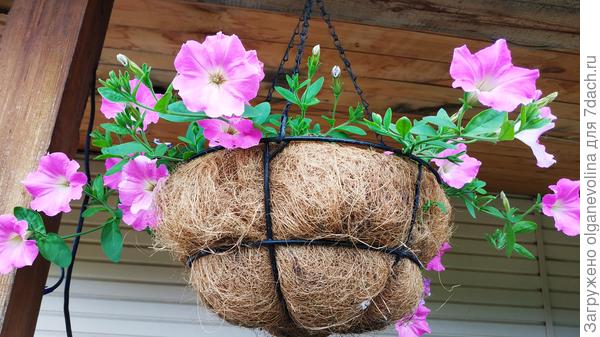 или подвесных кашпо