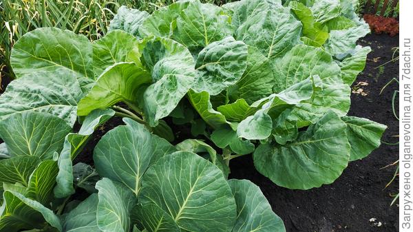 Капуста от Уральского дачника Чудо на хранение.