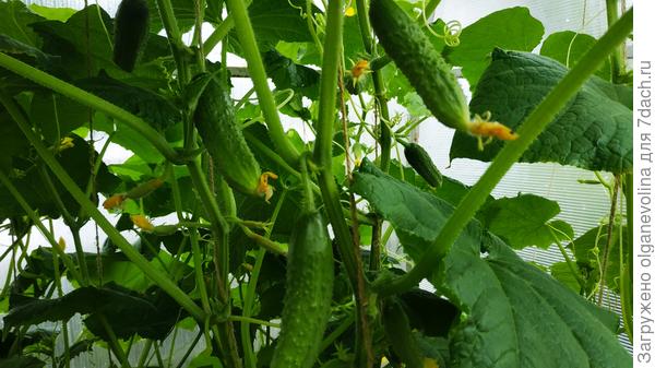 Огурцы перестали расти, замерли от холода и отсутствия солнца. Кураж