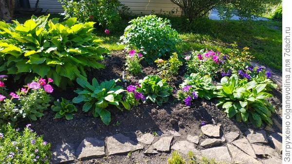 Клумба во дворе с хостами, петуниями и молодыми розочками