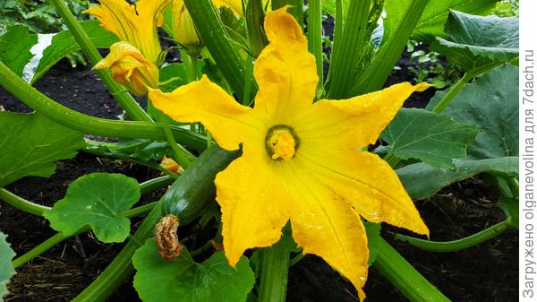 Кабачки выращиваю рассадой, скоро снимать буду