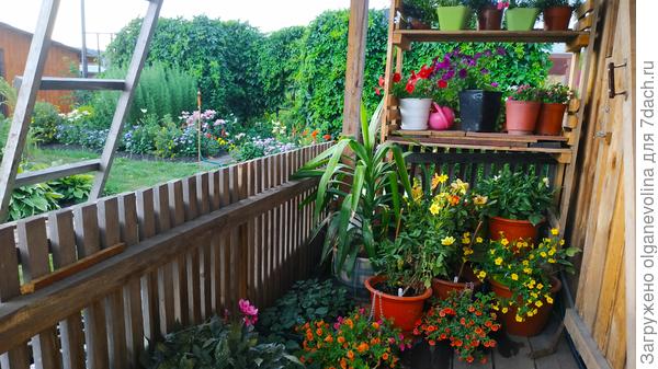 Ждала дождя, всех неженок собрала