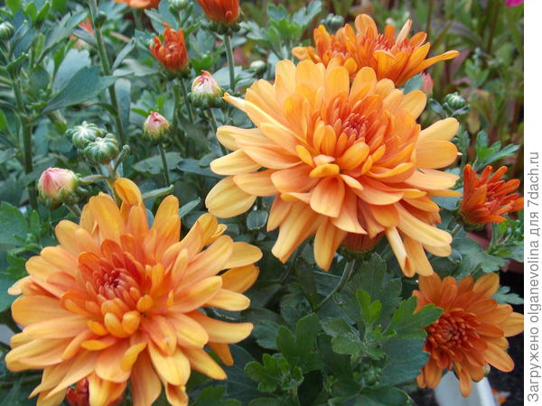 Хризантема мультифлора рано зацвела