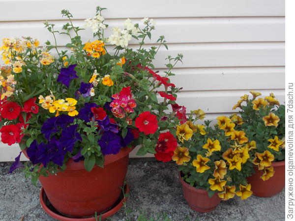 Петунии в кашпо